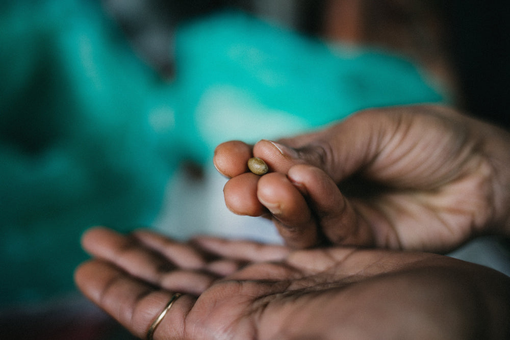 The Future Cup: Why Excelsa Could Define Coffee in 2035