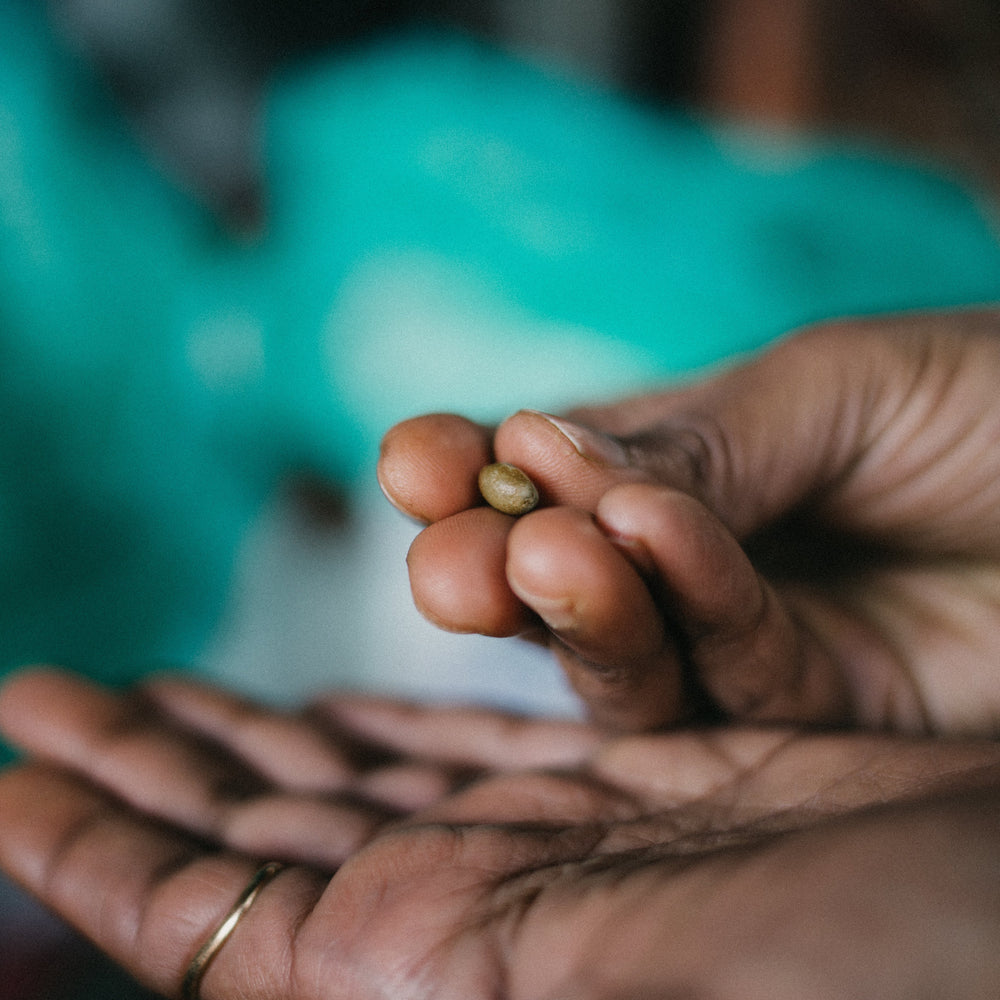 The Future Cup: Why Excelsa Could Define Coffee in 2035