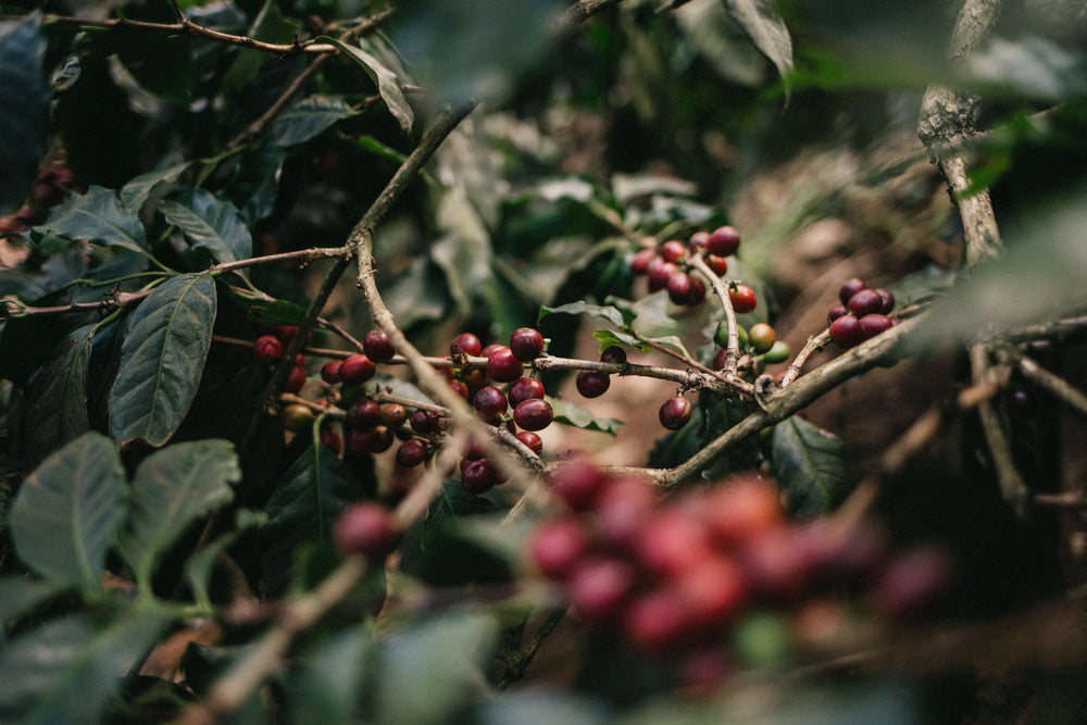 Demystifying Robusta: Beyond the Coffee Misconceptions