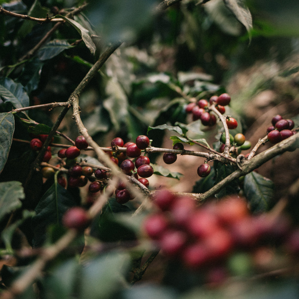 Demystifying Robusta: Beyond the Coffee Misconceptions