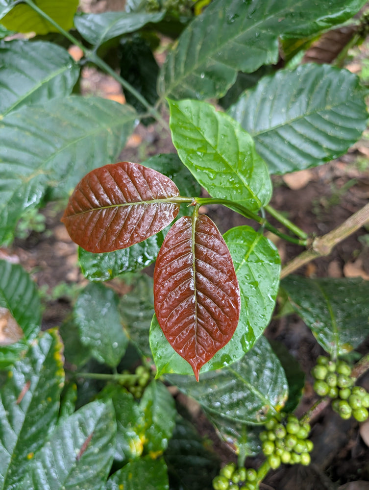 Farm Visits 2025: When the Skies Forgot the Script